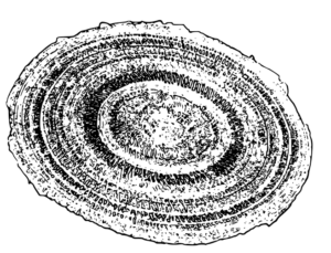 Couvercle traditionnel africain tissé à la main, fabriqué avec des fibres naturelles pour recouvrir des récipients.