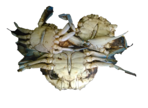 Des crabes vivants, retournés sur le dos, avec leurs pattes et carapaces visibles.
