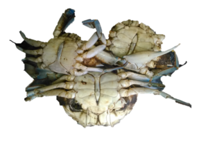 Des crabes vivants, retournés sur le dos, montrant clairement leurs pattes et carapaces.