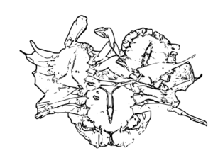 Des crabes vivants posés sur le dos, avec leurs pattes et carapaces bien visibles.