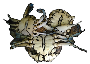 Des crabes vivants, posés sur le dos, montrant leurs pattes et carapaces.