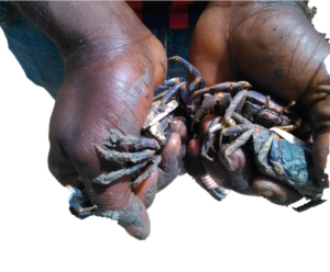 Des mains tenant des crabes vivants, fraîchement pêchés, mettant en valeur leurs pinces et carapaces.