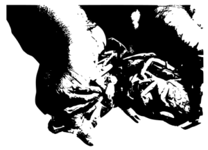 Une main pleine de crabes, mettant en valeur leurs formes et leurs textures.