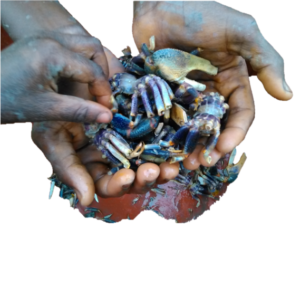 Des mains tenant des crabes vivants, fraîchement pêchés, avec des détails sur leurs pinces et carapaces.