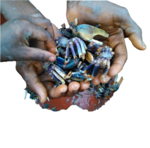 Une main chargée de crabes, mettant en avant leur forme et leur texture.