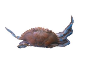 Un crabe soigneusement préparé, prêt pour la cuisson.