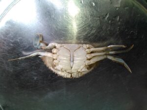 Des crabes fraîchement nettoyés, prêts à être cuisinés.
