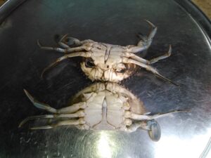 Des crabes fraîchement nettoyés, en attente d'être cuisinés.