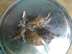 Des crabes fraîchement nettoyés, en attente d'être préparés pour la cuisson.