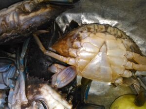 Des crabes fraîchement nettoyés, prêts pour la préparation culinaire.