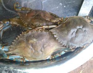 Des crabes fraîchement nettoyés, prêts pour la préparation culinaire.