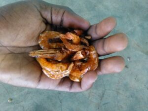 Crevettes séchées présentées dans une main, typique des marchés africains.