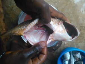 Poisson vidé et découpé en morceaux, prêt à être préparé en cuisine.