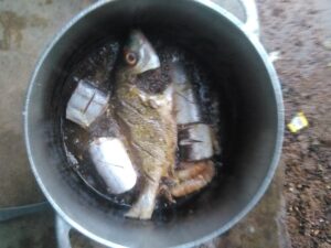 Poisson frais prêt à être assaisonné pour une cuisson à la façon africaine.
