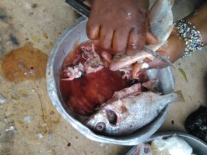 Poisson éviscéré et découpé en morceaux prêts à être cuisinés.