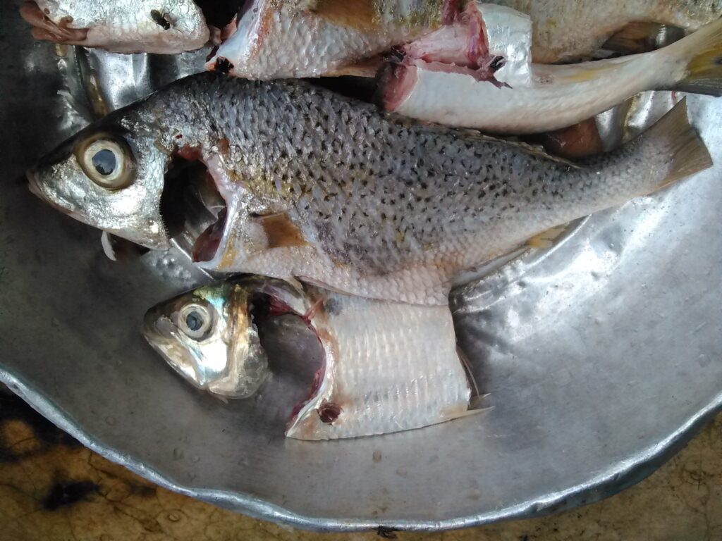 Poisson frais prêt à être assaisonné pour une cuisson à la manière africaine.