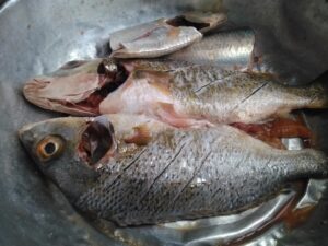 Poisson frais éviscéré et découpé en morceaux pour la préparation culinaire.