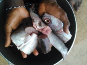 Préparation de Poisson pour Assaisonnement et Cuisson