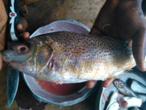 Poisson frais préparé et prêt à être assaisonné pour la cuisson à l'africaine.