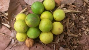 Une collection de citrons frais d'Afrique, prêts à être utilisés pour des recettes ou des boissons.