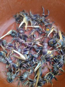 Une bassine pleine de crabes vivants, récemment capturés, posée dans un environnement de pêche.