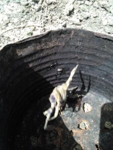 Des crabes récemment pêchés qui essaient de s’évader, illustrant leur agilité et leur nature vive.