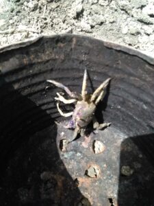 Des crabes récemment pêchés qui tentent de s'échapper, illustrant leur agilité et leur nature active.