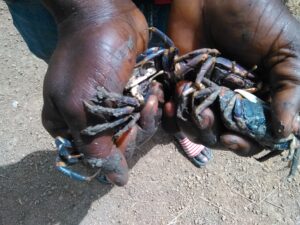 Deux mains tenant des crabes frais, avec de la boue autour, dans un environnement rural africain.