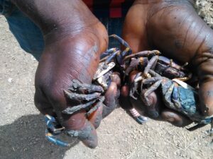 Des mains tenant une sélection de crabes fraîchement pêchés sur les côtes africaines.