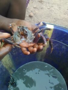 Des crabes en train d'être lavés, préparant leur cuisson