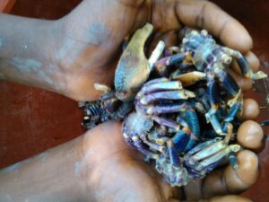 Deux mains tenant des crabes frais, avec de la boue sur le sol, dans un village rural africain.