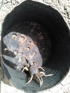 Un crabe essayant de s'échapper sur le sable, mettant en avant son agilité.