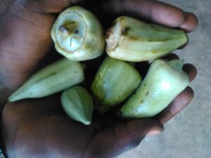 Des gombos frais tenus dans une main, un ingrédient clé de la cuisine traditionnelle africaine.