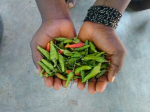 Les mains d'une petite fille tenant des petits piments, un ingrédient essentiel dans la cuisine africaine.