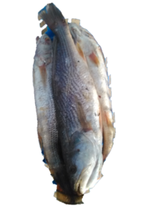 Un gros poisson, mettant en avant sa taille impressionnante et ses caractéristiques distinctives.