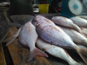 Un poisson frais, brillant et humide, prêt à être utilisé ou vendu.