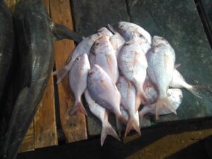 Un poisson frais, brillant et encore humide, prêt à être préparé.