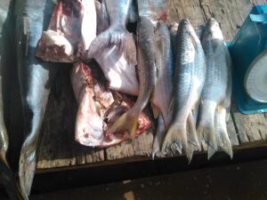 Poisson frais, brillant et encore humide, prêt à être utilisé.