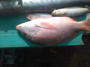 Un poisson frais, encore humide et brillant, prêt à être cuisiné.