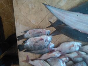 Des poissons frais exposés sur une étale de marché, illustrant le commerce de produits aquatiques en Afrique.