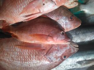 Un poisson frais, brillant et humide, posé sur une surface propre.