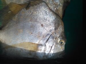 Poissons alignés et séchés naturellement au soleil.