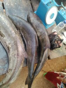 Trois gros poissons frais posés sur une table de marché, avec une balance ancienne à côté, prêts à être pesés et vendus.