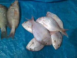 Différents poissons fraîchement pêchés étalés sur une table de marché en plein air, avec des étals colorés autour.