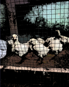 Des poussins dans un enclos en grillage, illustrant leur croissance et leur protection dans un environnement contrôlé