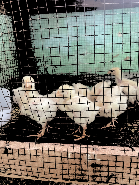 Des poussins installés dans un enclos en grillage, illustrant leur protection et leur développement dans un espace sécurisé.