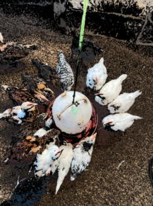 Des poules s'abreuvant à un dispositif d'eau, illustrant l'importance de l'hydratation dans l'élevage de volailles.