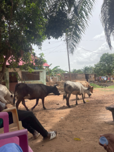 Des vaches rentrant de leur pâturage en passant entre les maisons, illustrant la vie pastorale en Afrique.