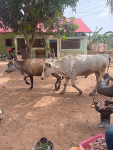 Des vaches rentrant de leur pâturage, traversant un village, illustrant le mode de vie pastoral africain.