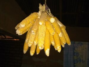 Des semences de maïs local suspendues dans un village africain, prêtes pour la plantation future.